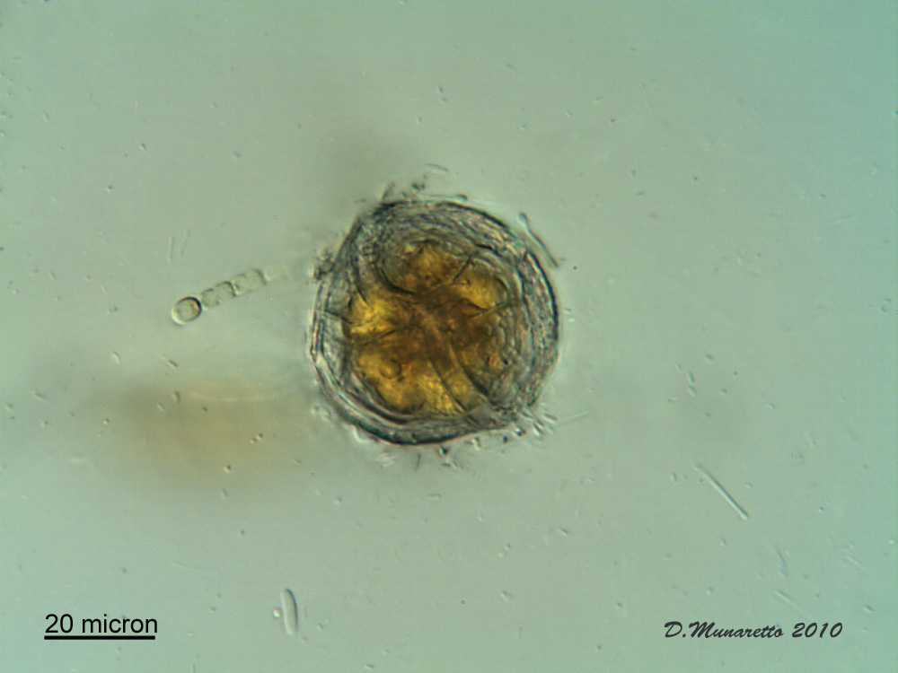 PERIDINIUM...incredibile!